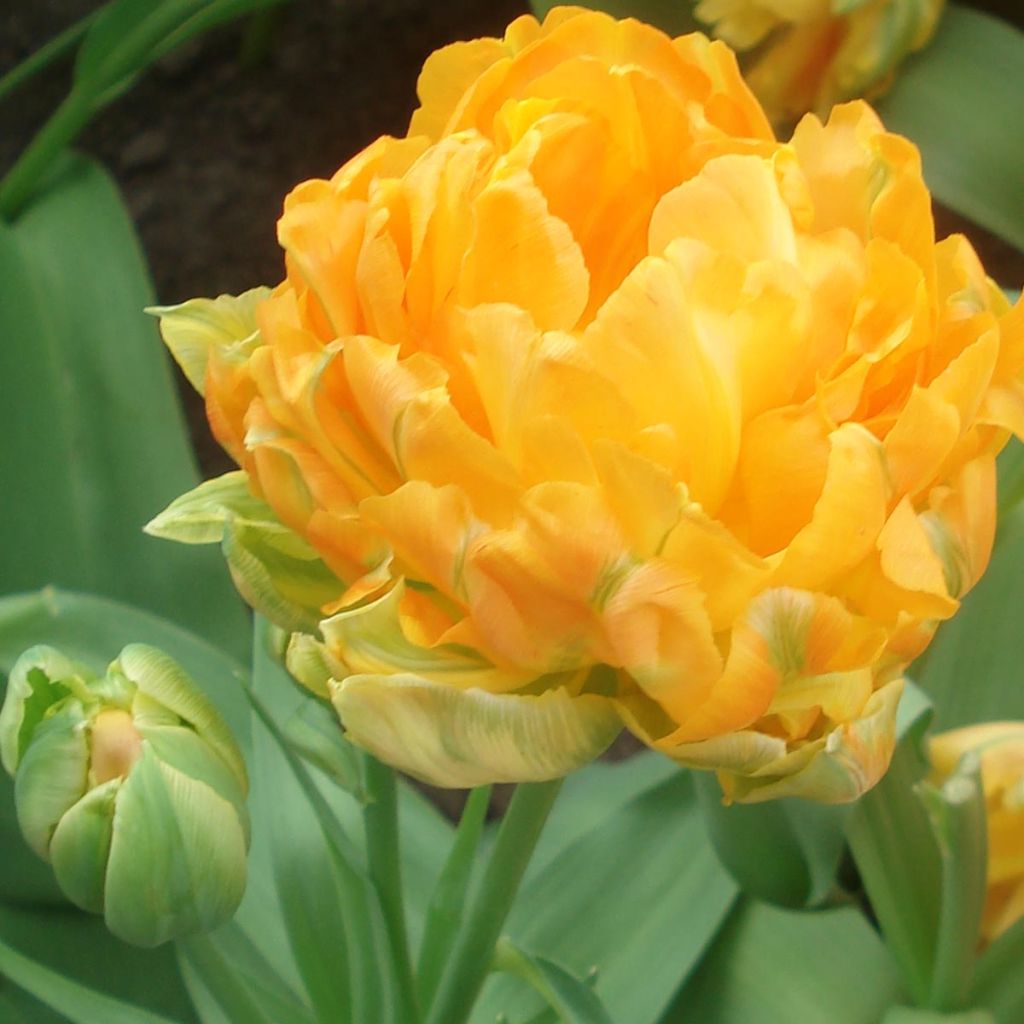 Tulipán doble de flor temprana Orca