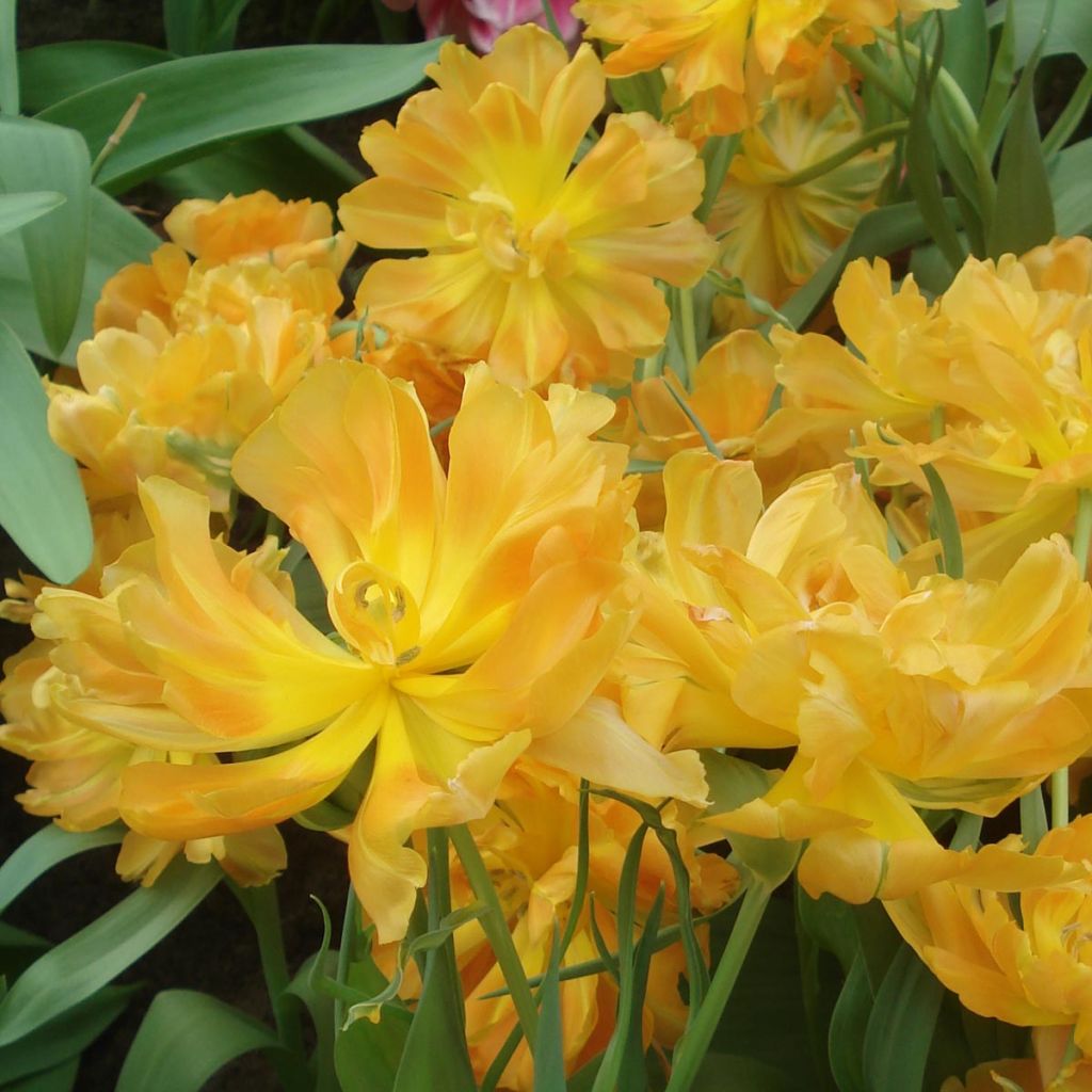 Tulipán doble de flor temprana Orca