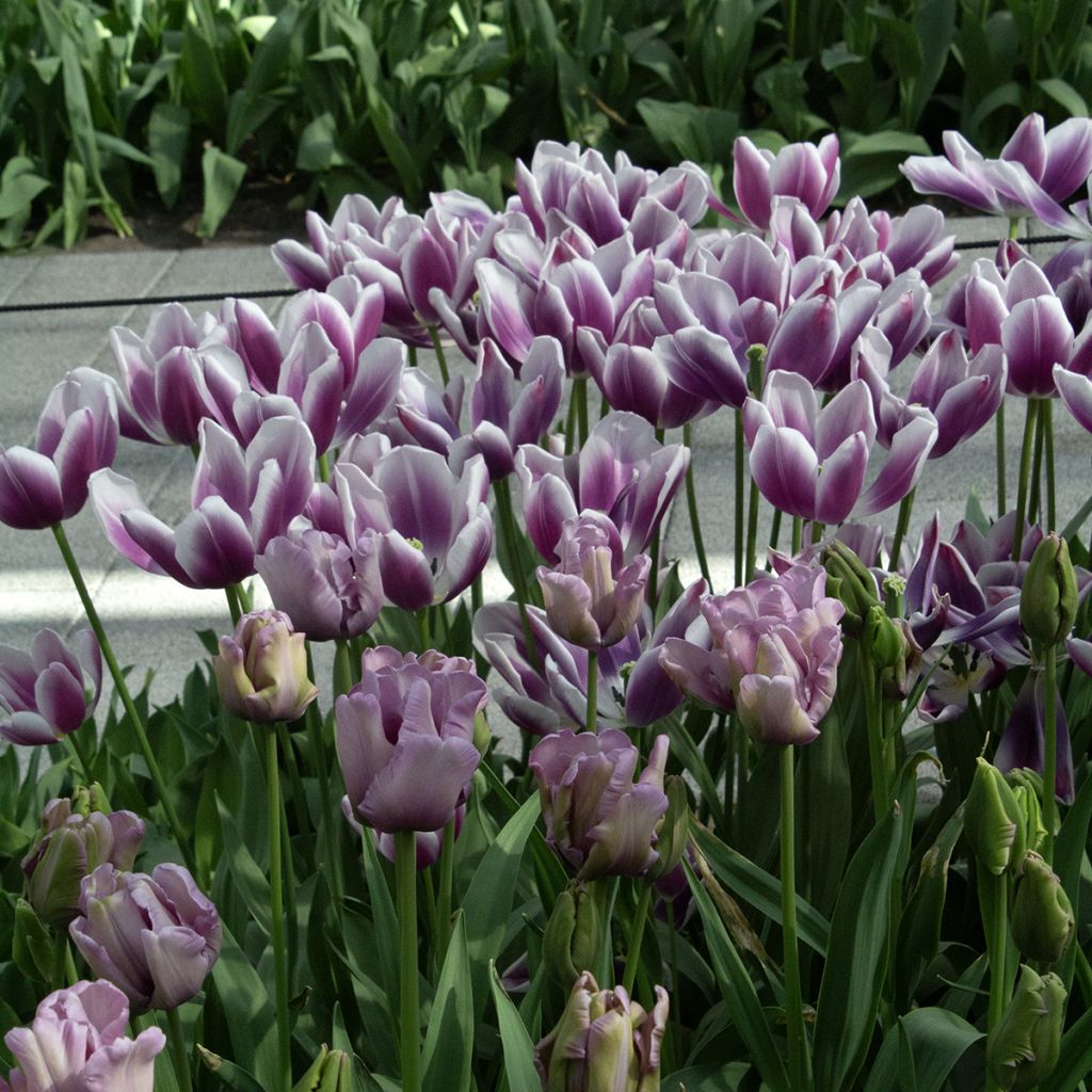 Tulipán Papagayo James Last