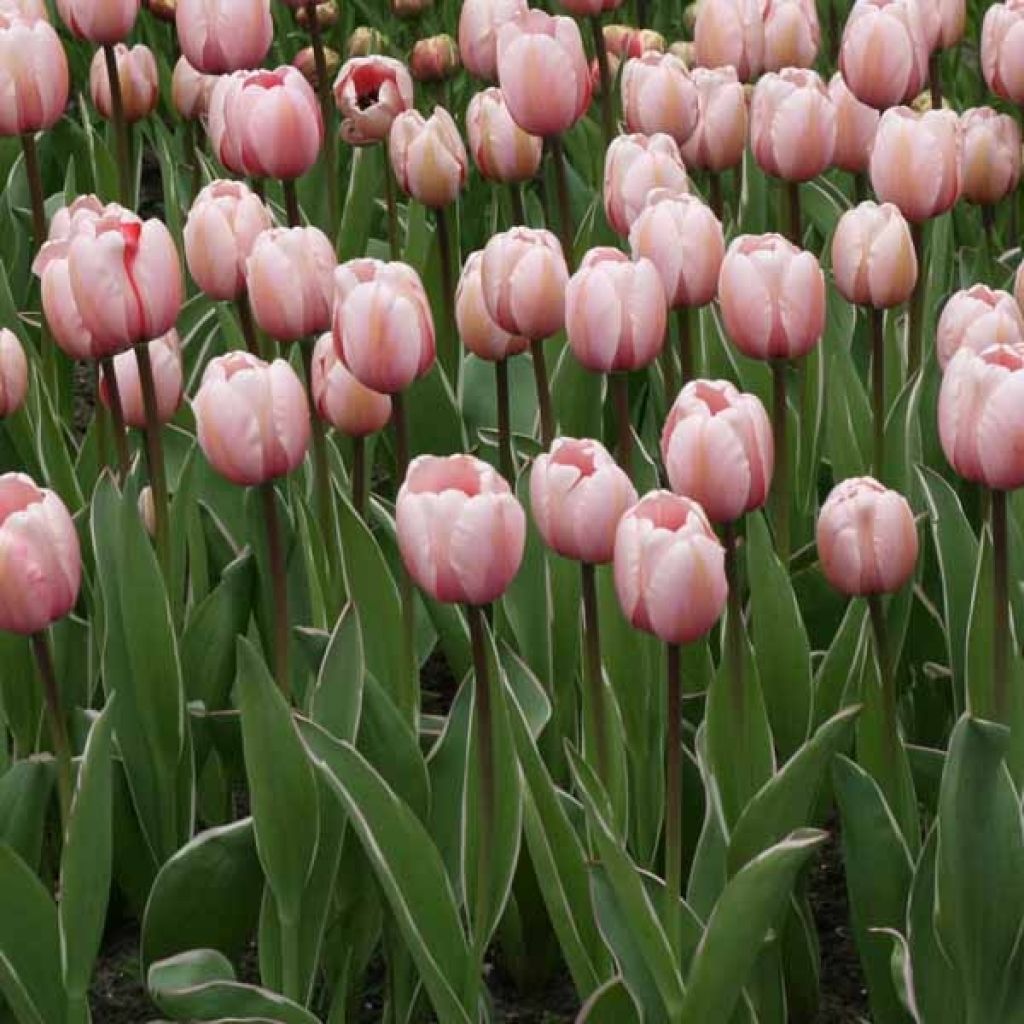 Tulipán híbrido Darwin Salmon Impression