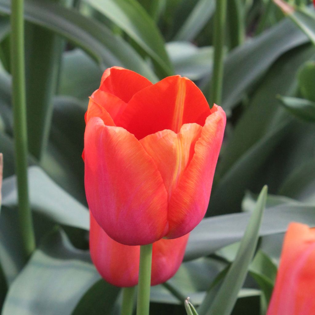 Tulipán simple de flor tardía Avignon