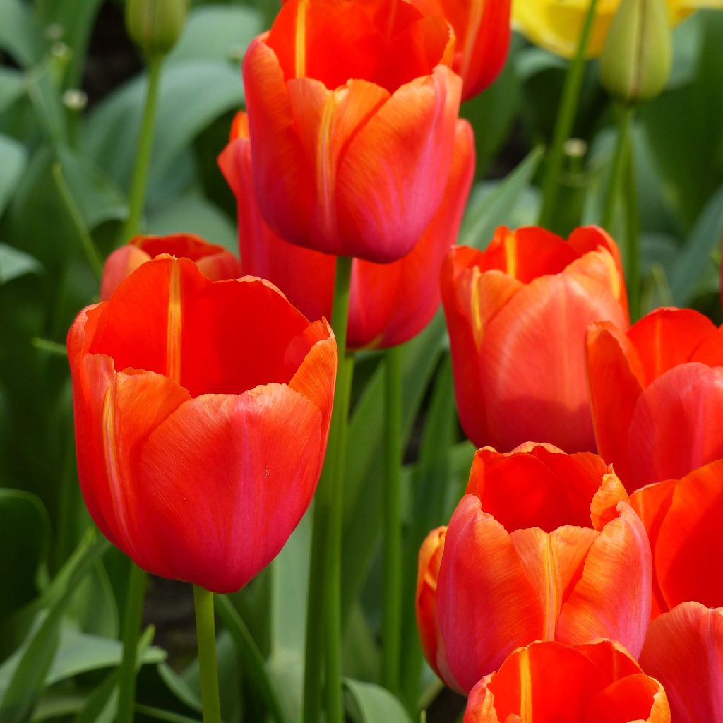 Tulipán simple de flor tardía Avignon