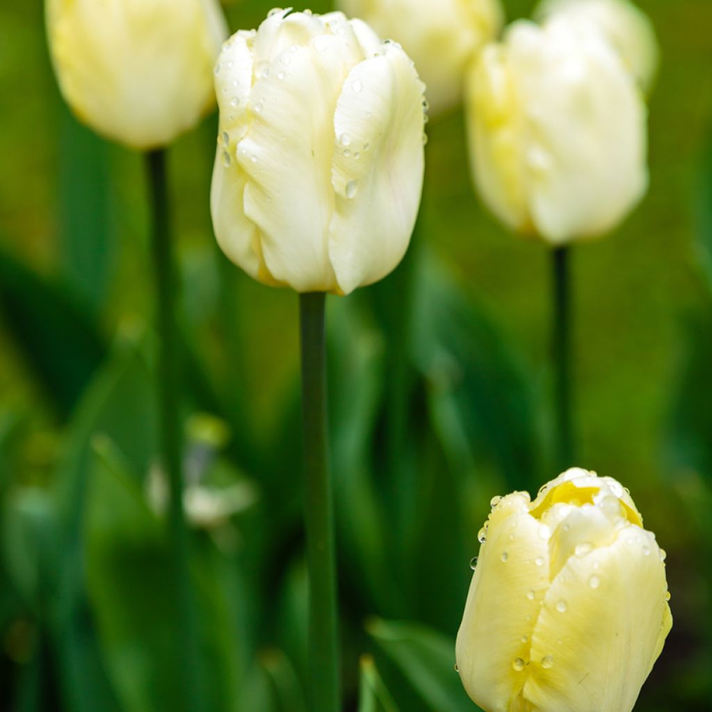 Tulipán Triunfo Creme Flag