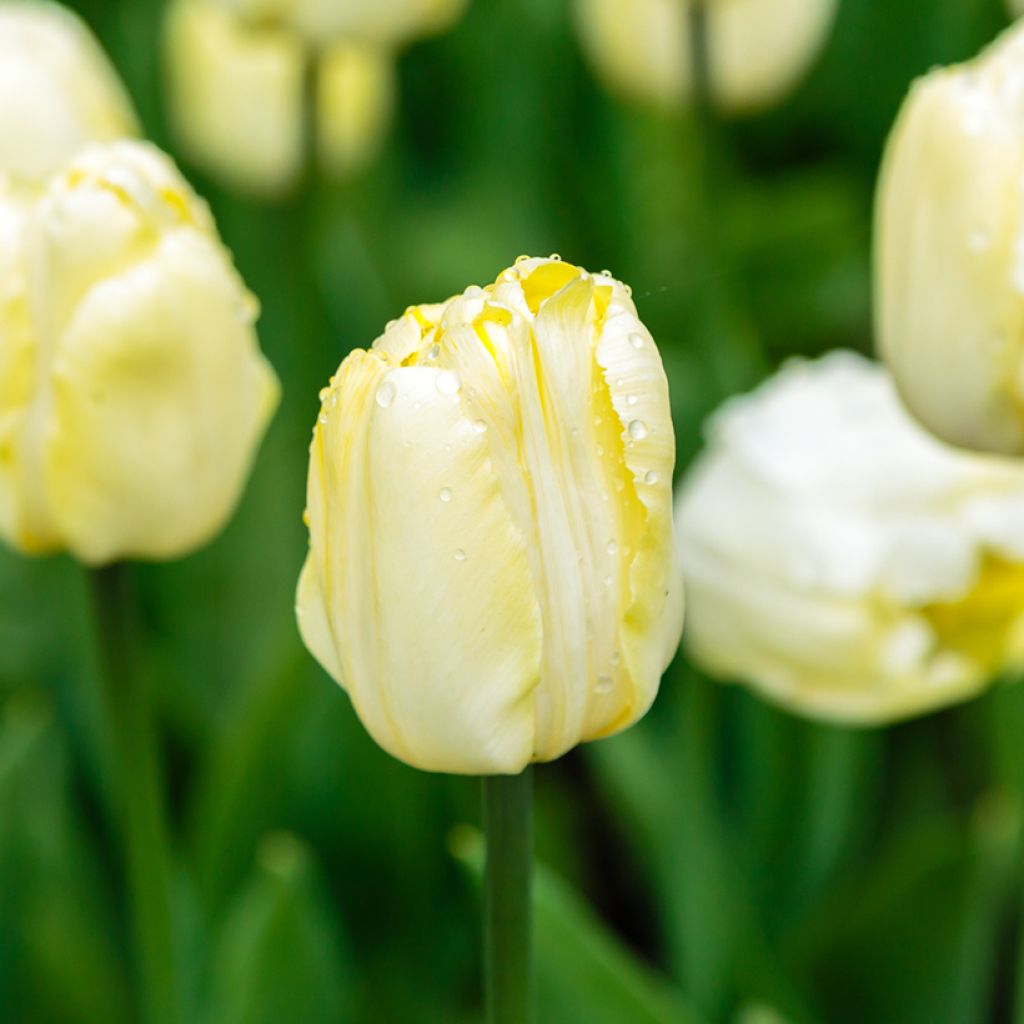Tulipán Triunfo Creme Flag