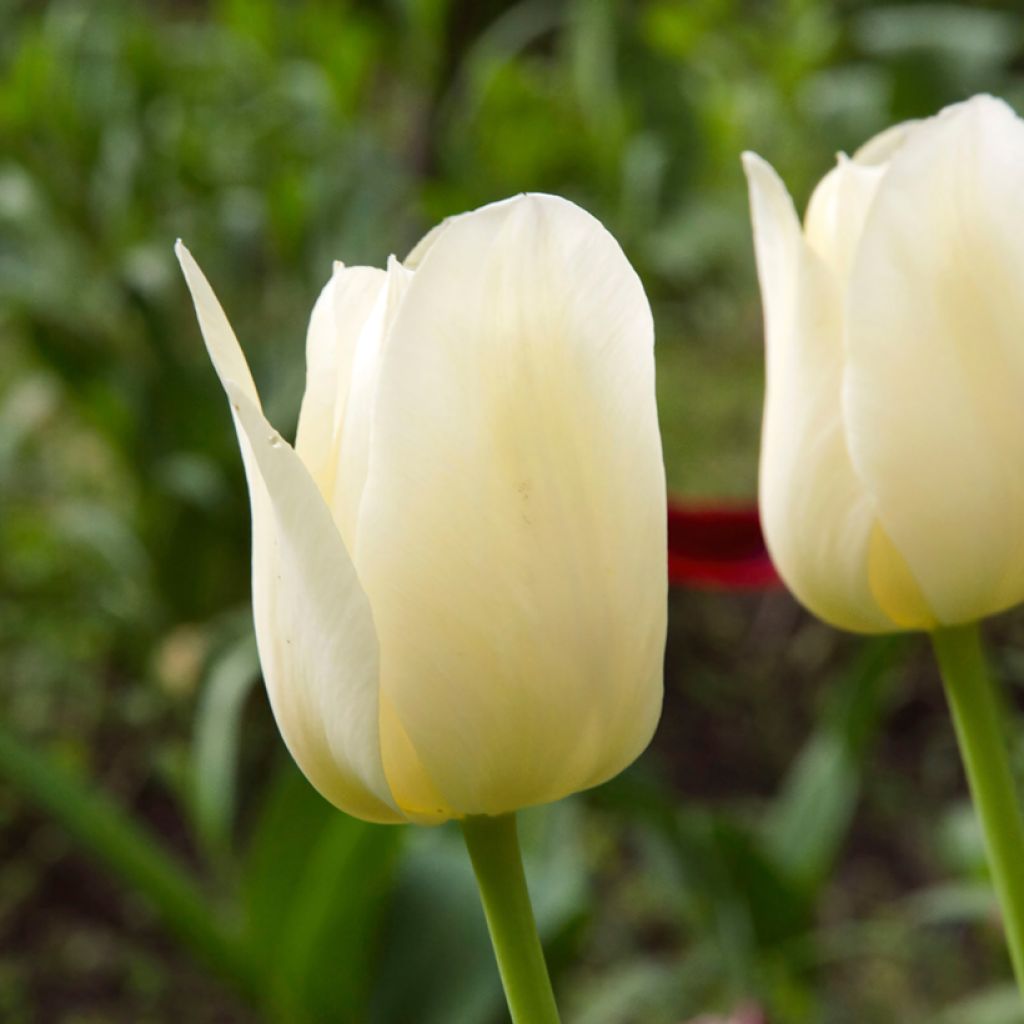 Tulipán Triunfo Creme Flag