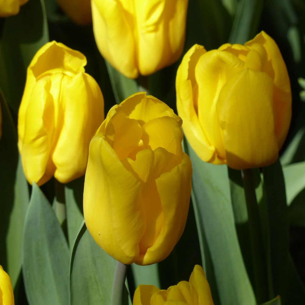 Tulipán Triunfo Strong Gold