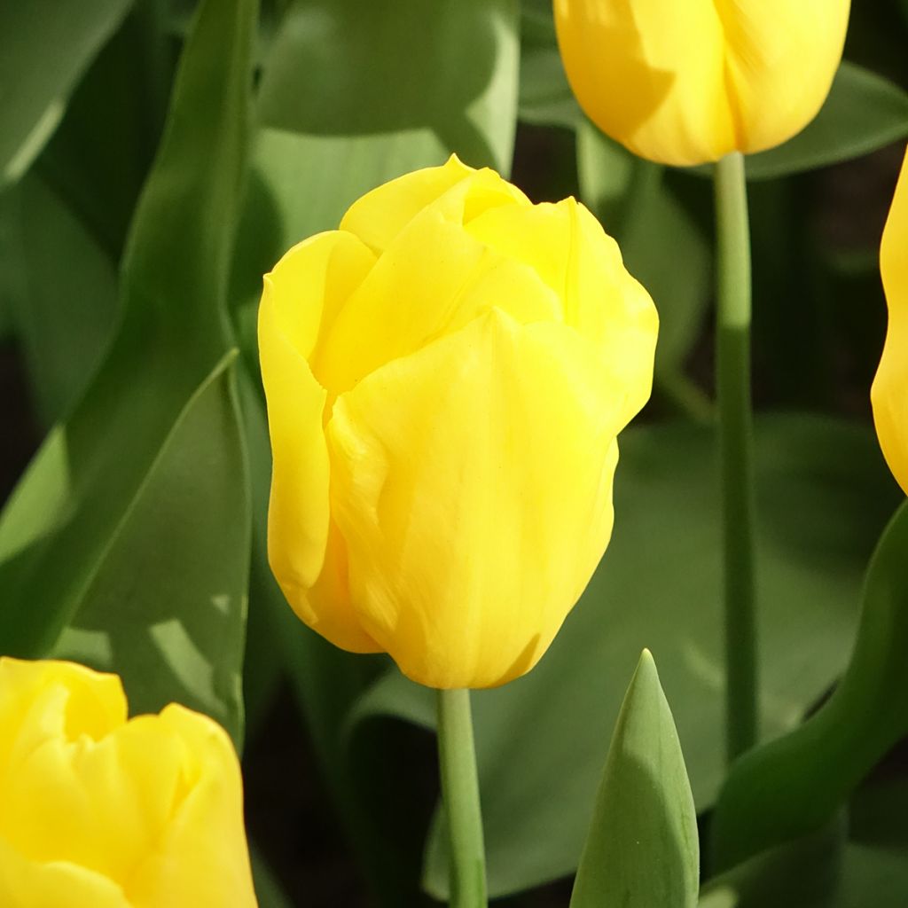 Tulipán Triunfo Strong Gold
