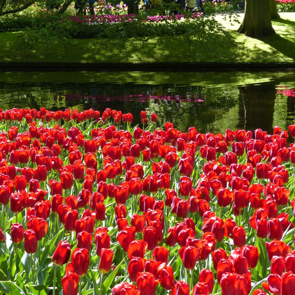 Tulipán Triunfo Strong Love