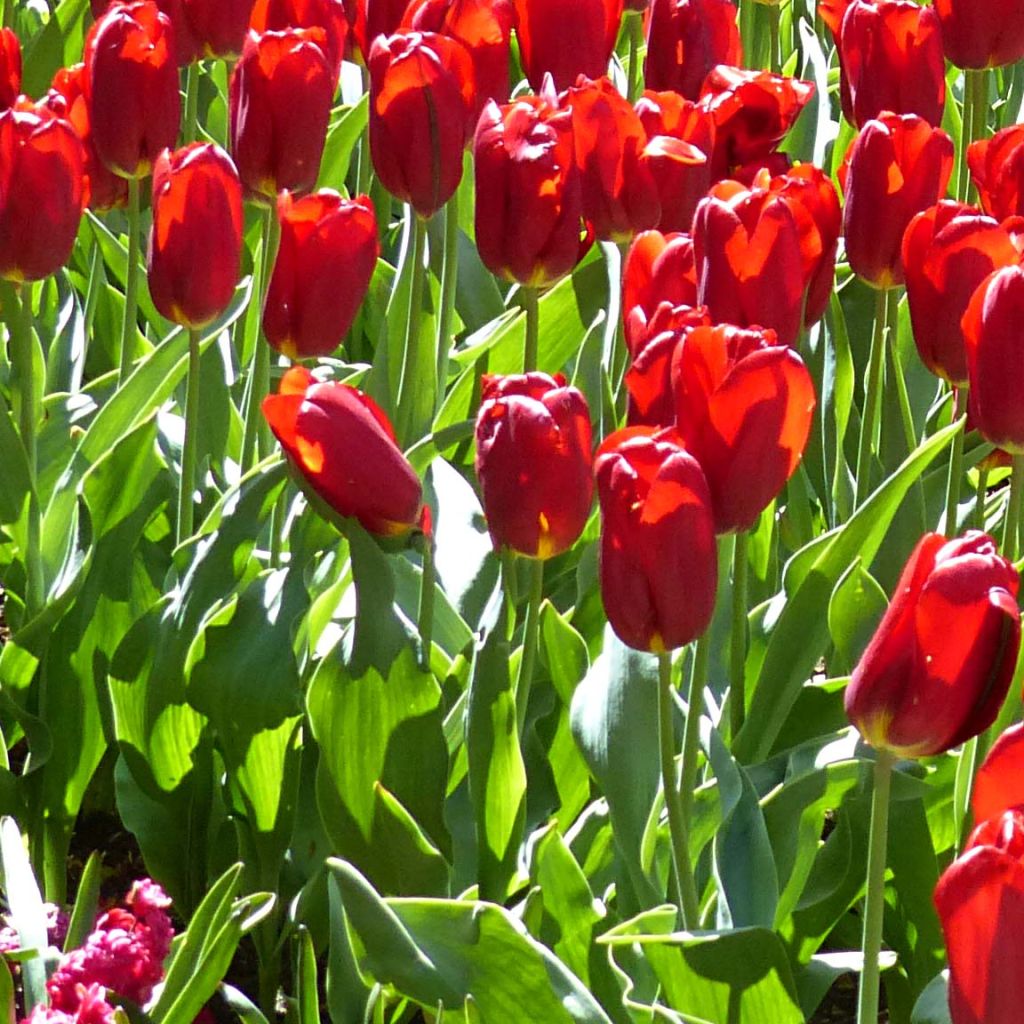 Tulipán Triunfo Strong Love