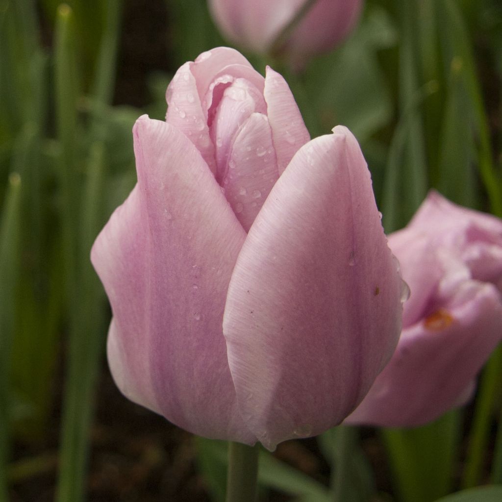 Tulipán Triunfo Synaeda Amor