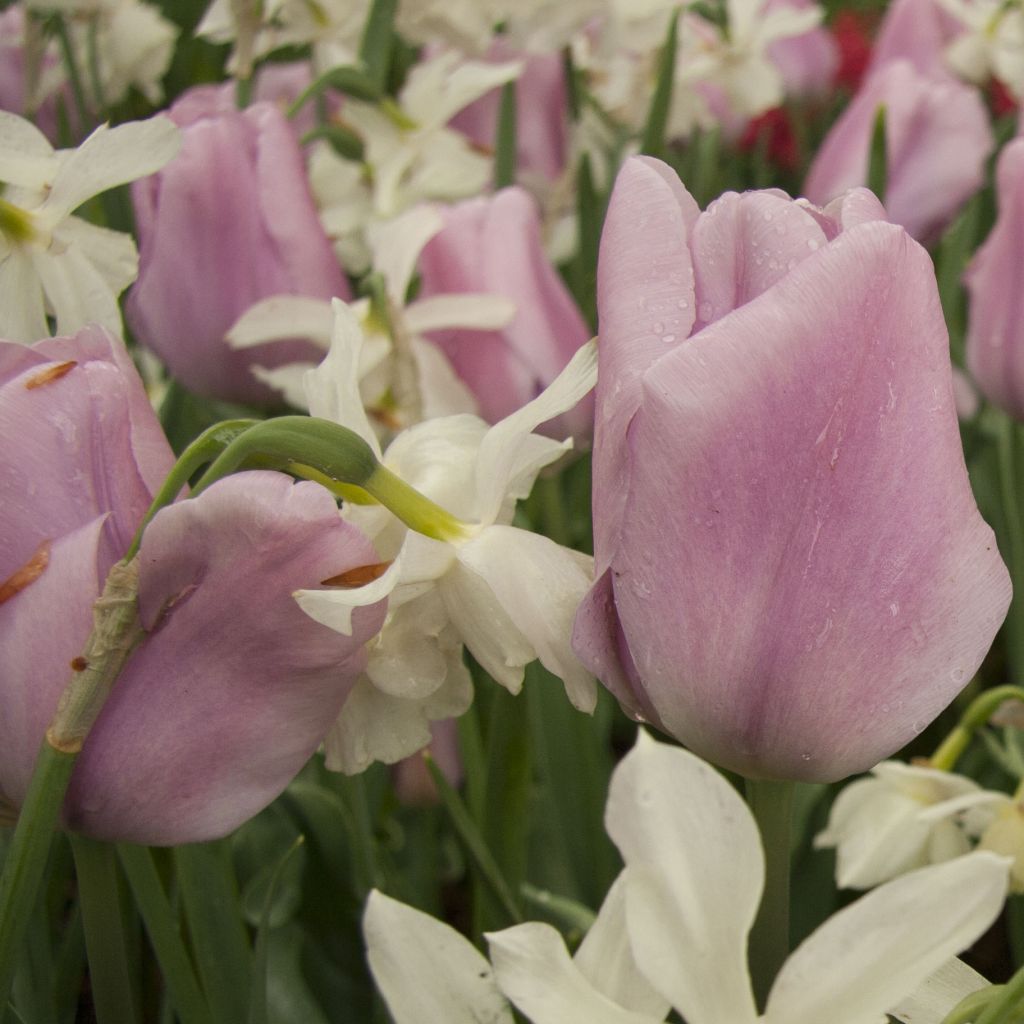 Tulipán Triunfo Synaeda Amor