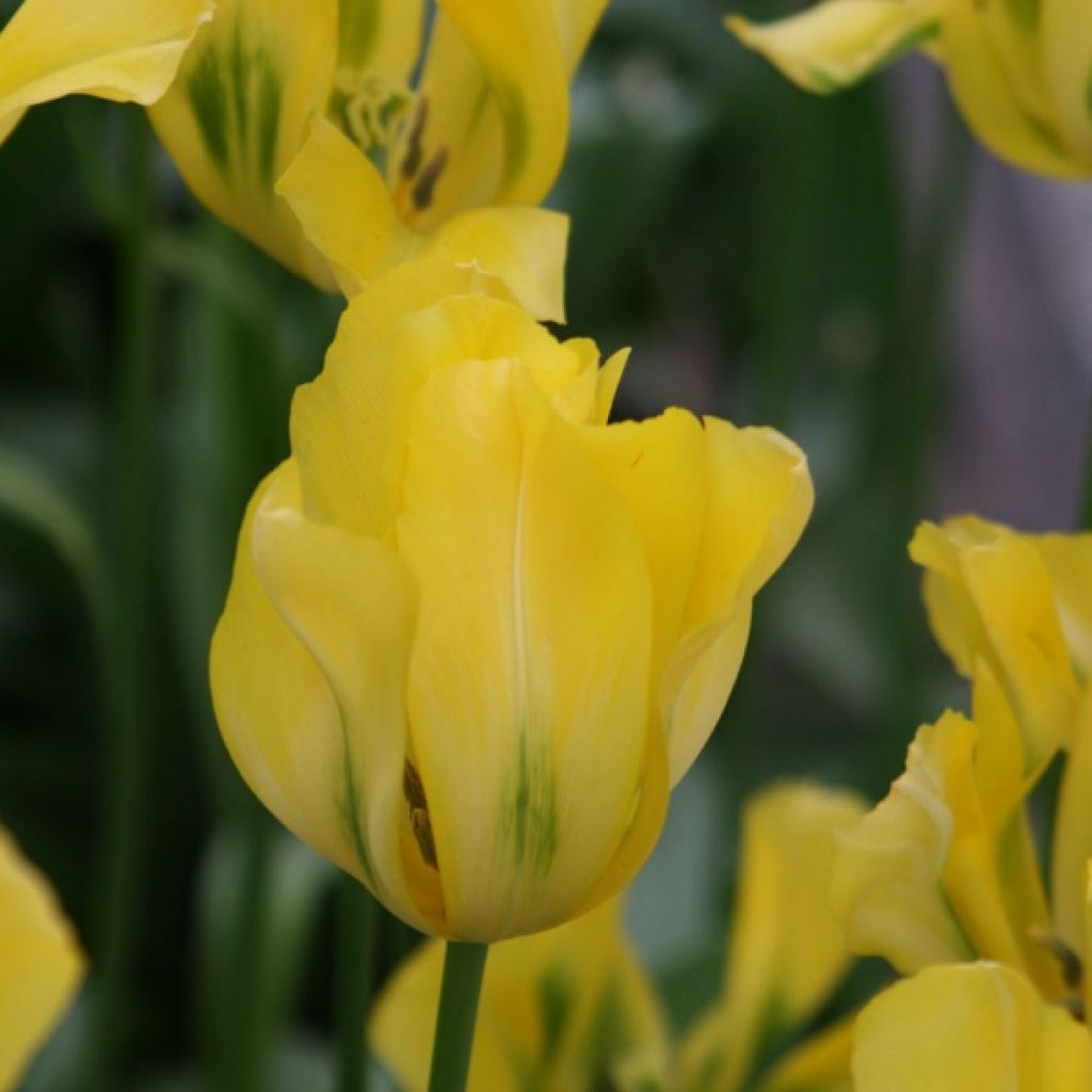 Tulipán Viridiflora Yellow Spring Green