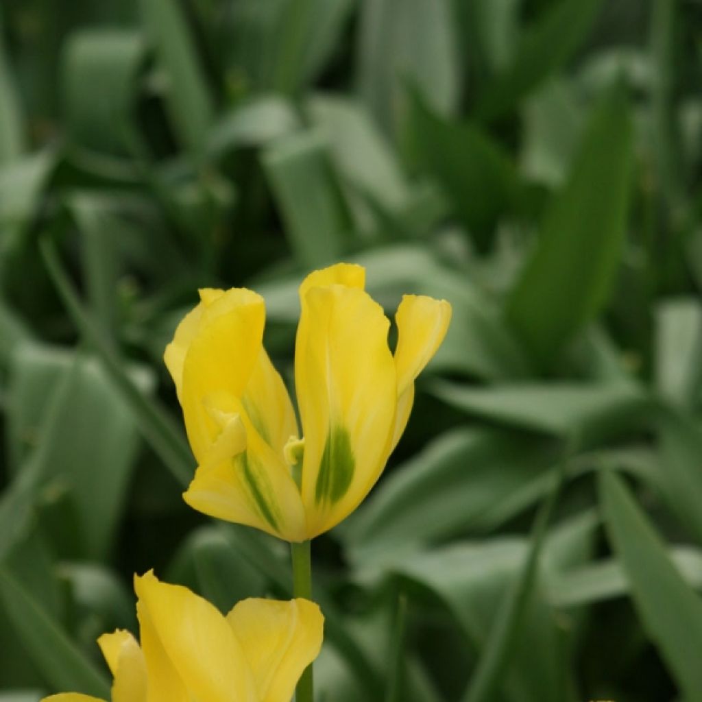 Tulipán Viridiflora Yellow Spring Green