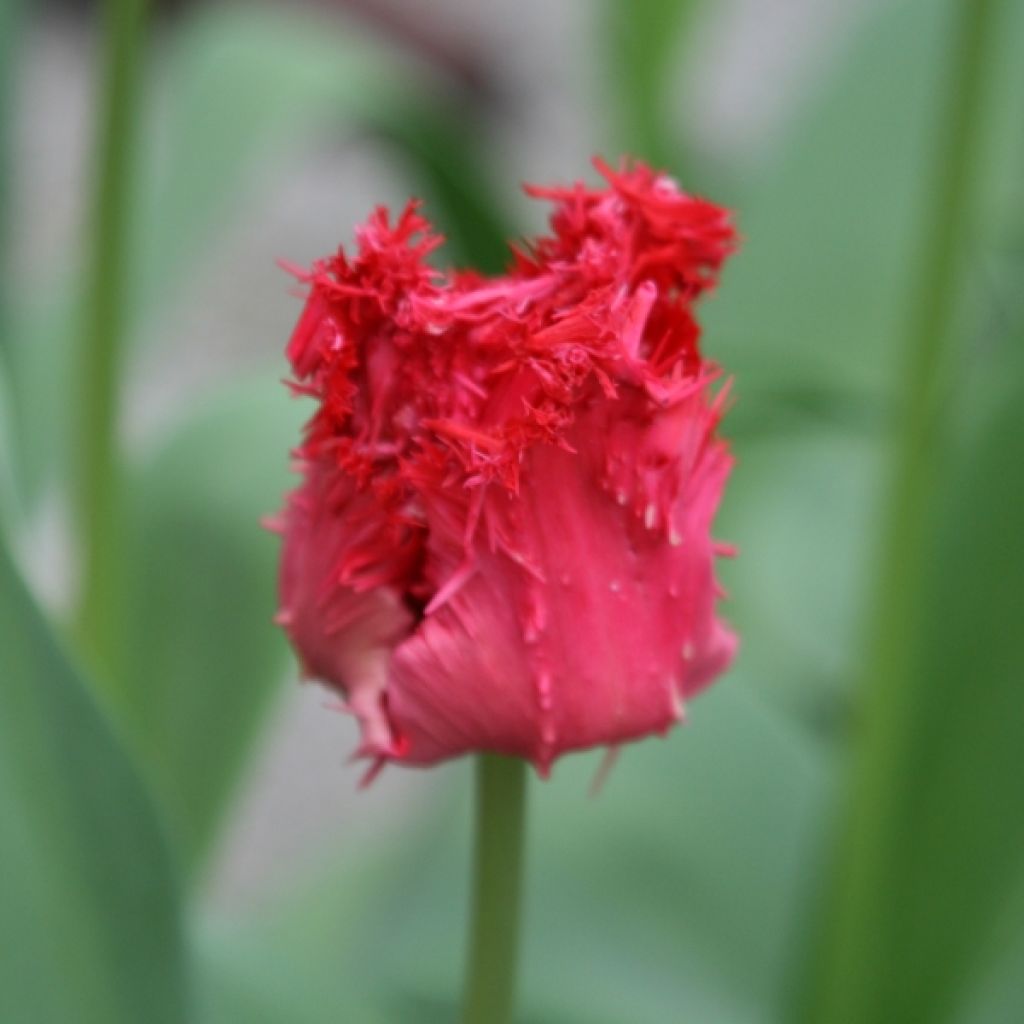 Tulipán dentado Barbados