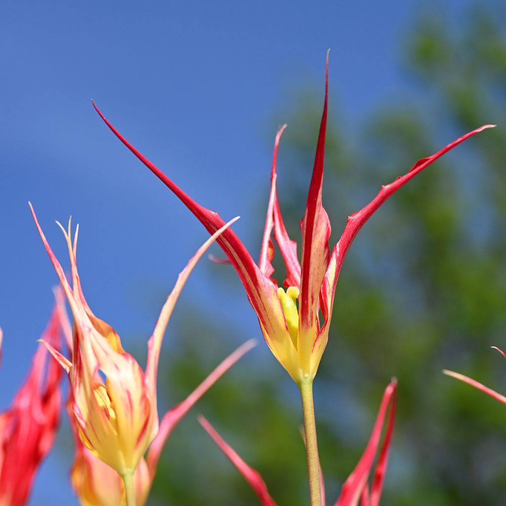 Tulipa acuminata
