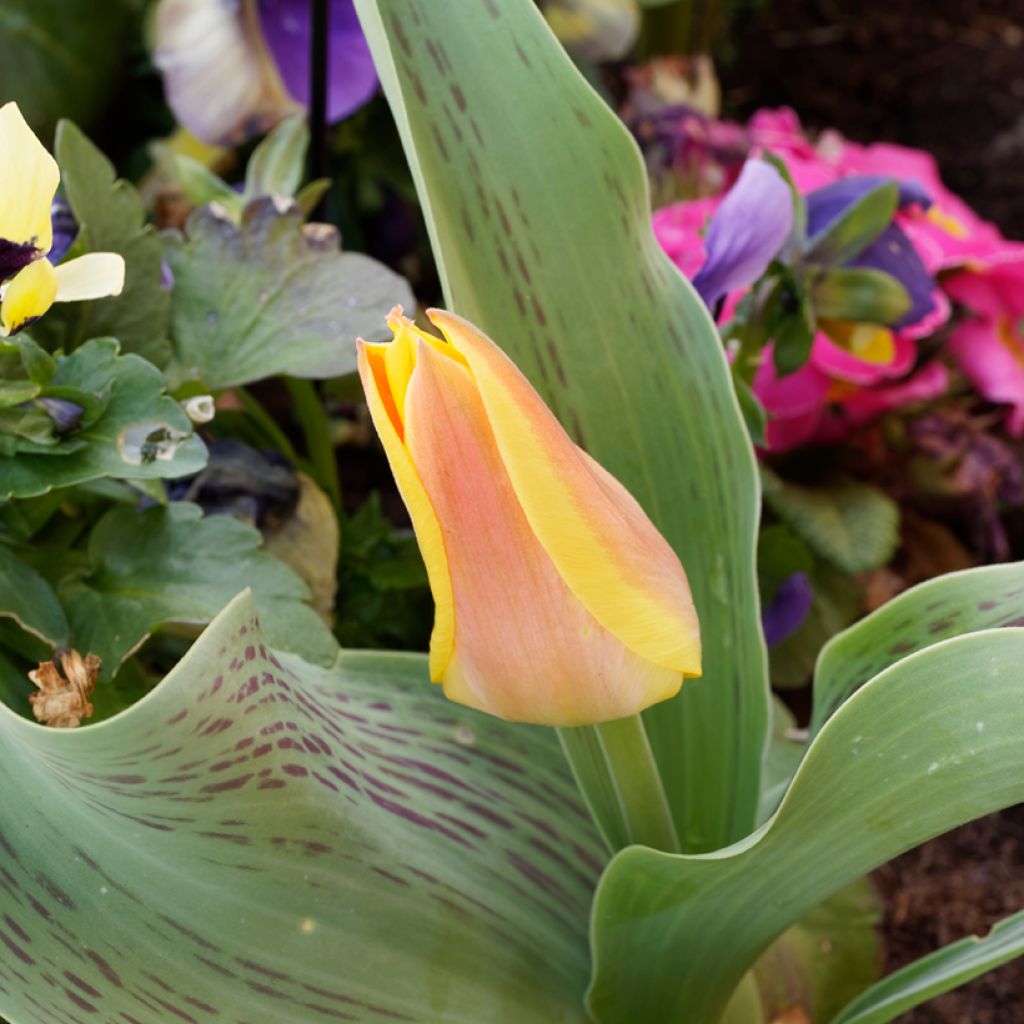 Tulipa greigii Winnipeg