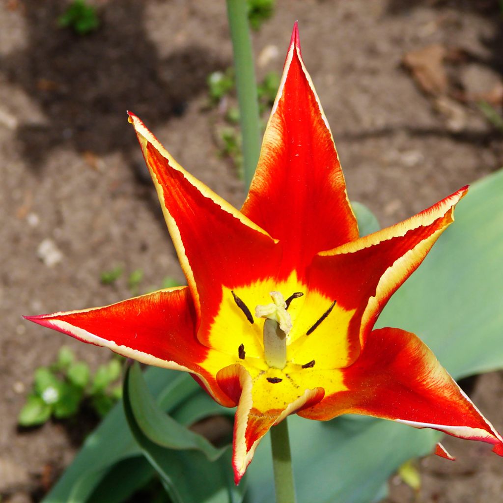 Tulipa schrenkii - Tulipan botánico