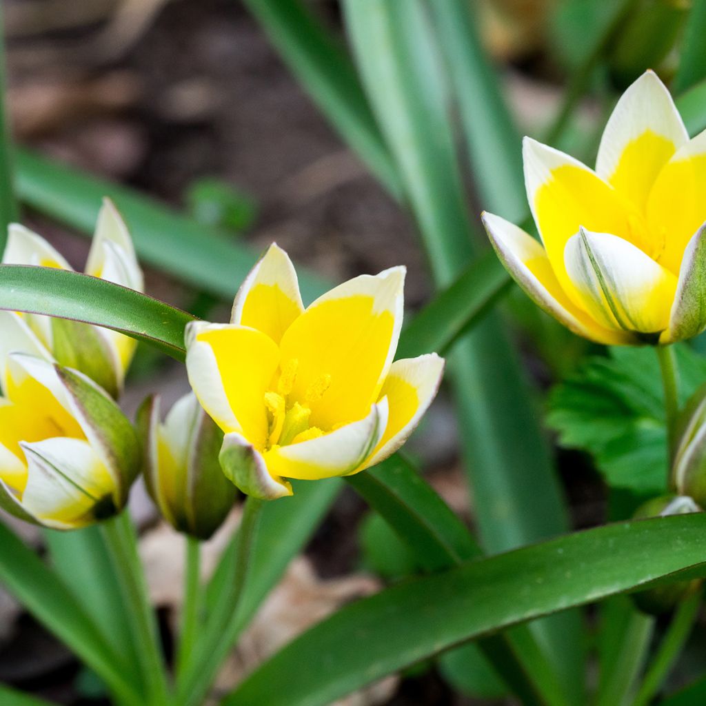 Tulipa tarda - Tulipan botánico
