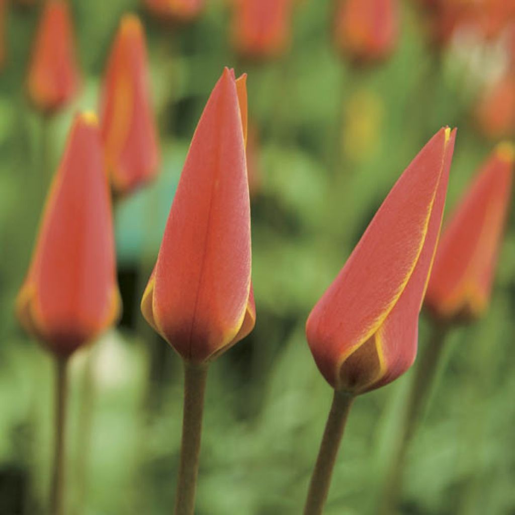 Tulipa clusiana var. chrysantha Tubergen's Gem