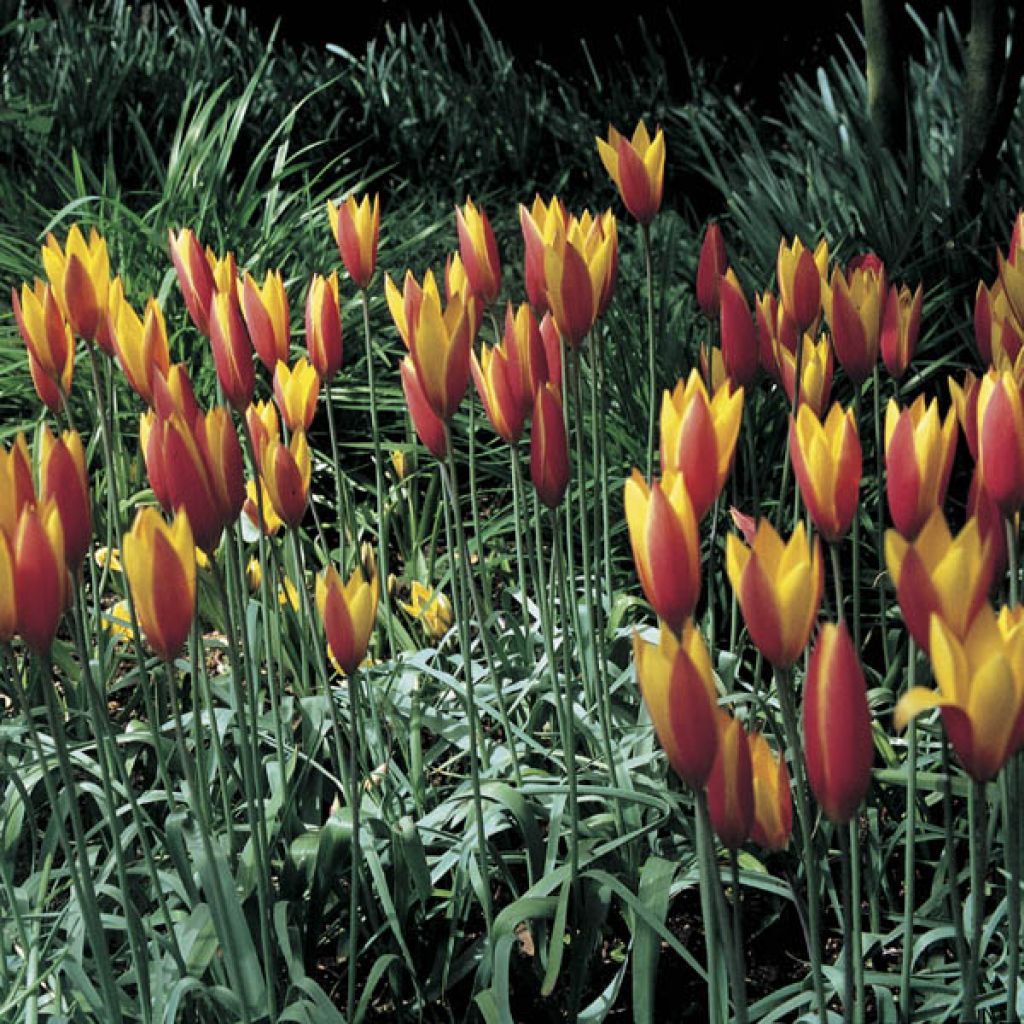 Tulipa clusiana var. chrysantha Tubergen's Gem
