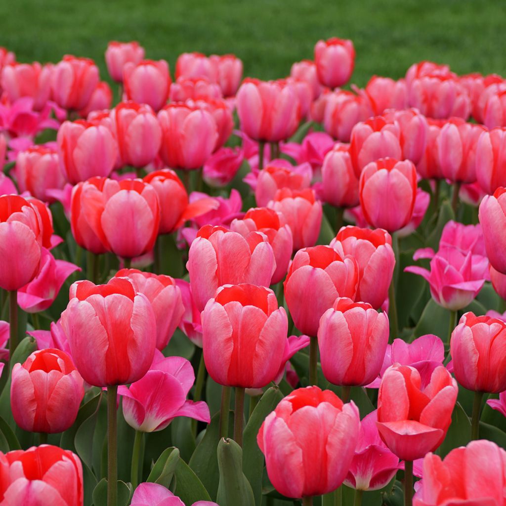 Tulipán híbrido Darwin Pink Impression