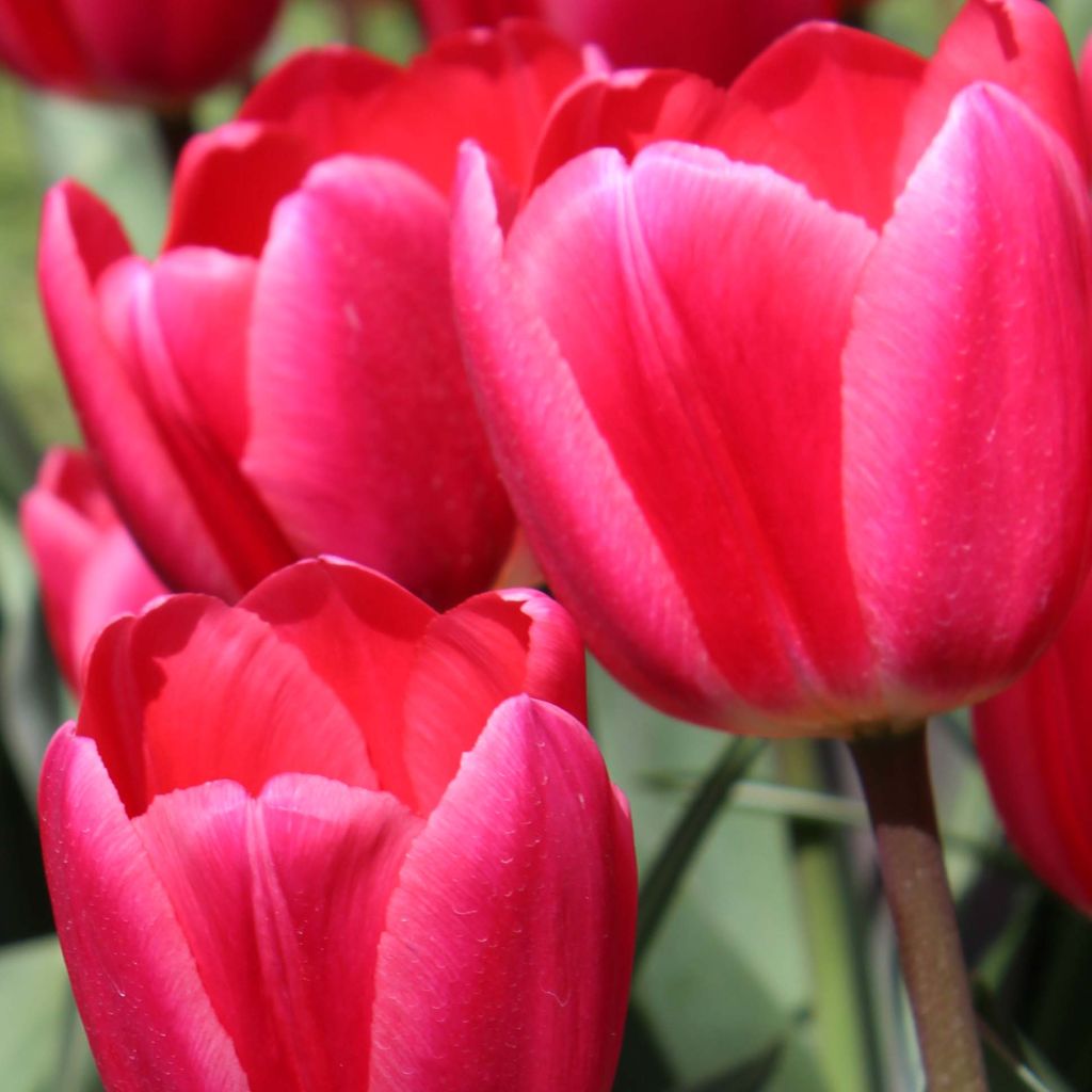 Tulipán híbrido Darwin Cherry Delight