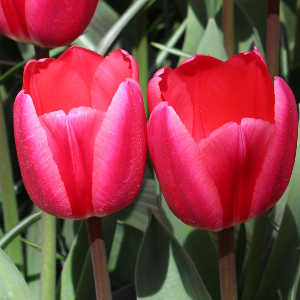 Tulipán híbrido Darwin Rosy Delight