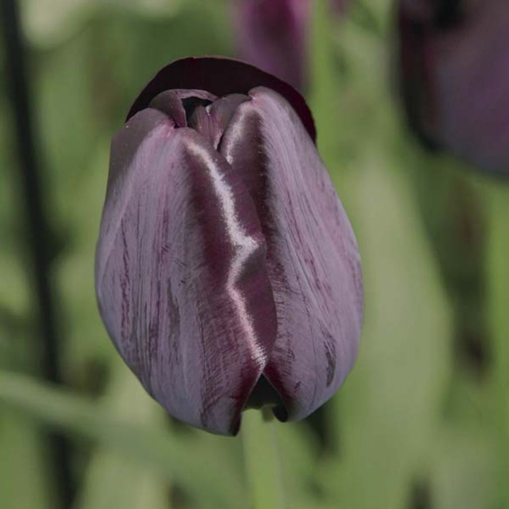 Tulipán simple de flor tardía Reine de la Nuit