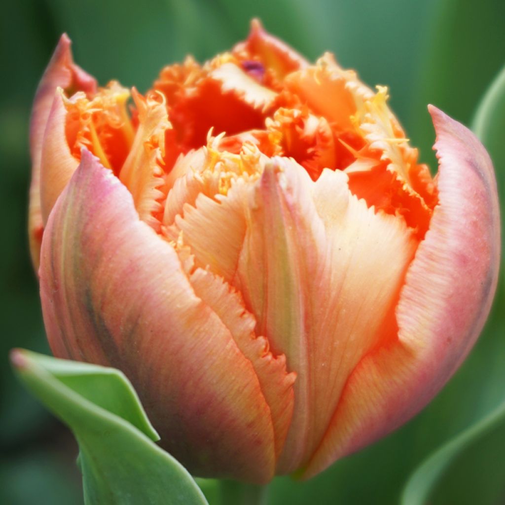 Tulipán dentado Royal Centennial