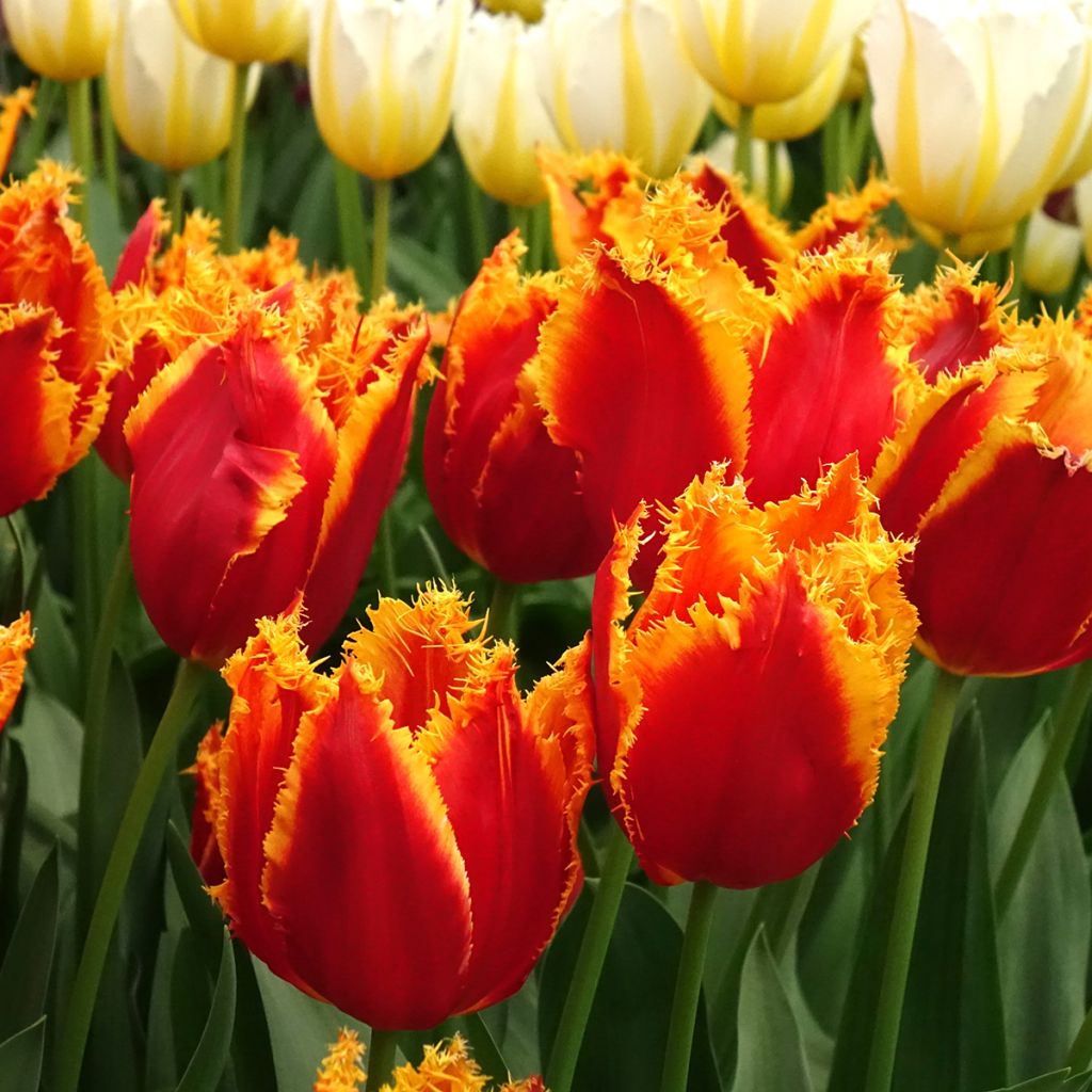 Tulipán dentado Fabio