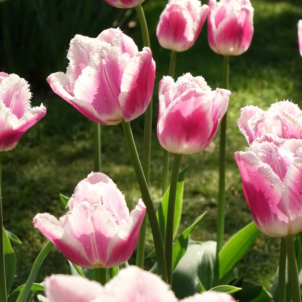 Tulipán dentado Siesta