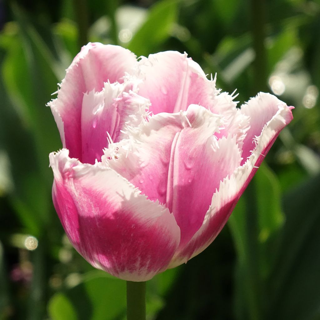 Tulipán dentado Siesta