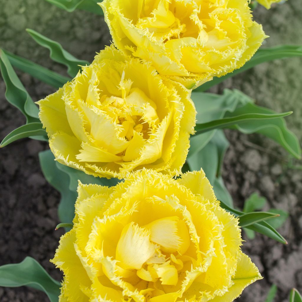 Tulipán dentado Exotic Sun