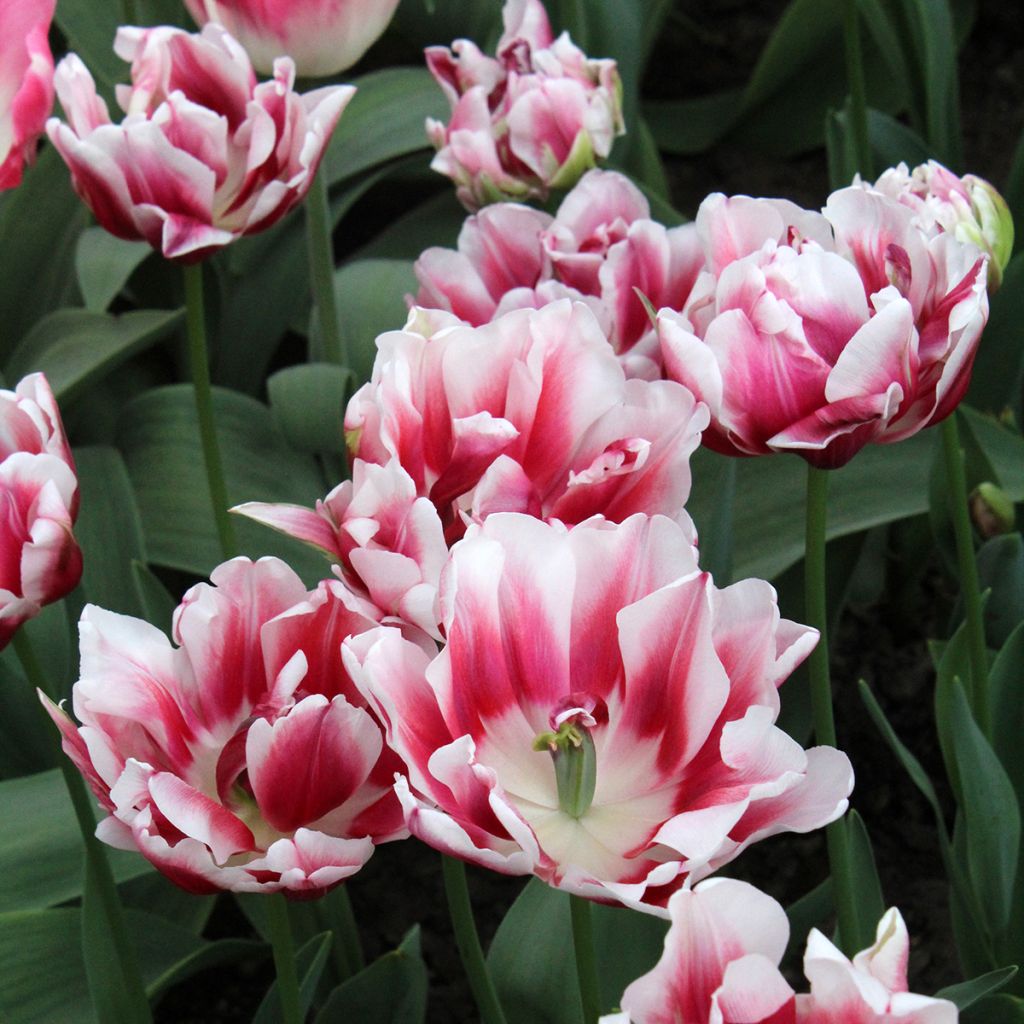Tulipán doble de flor temprana Fantasy Lady
