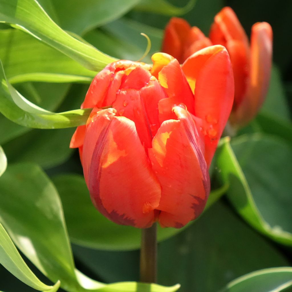 Tulipán doble de flor temprana Hermitage