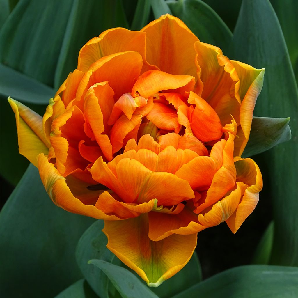 Tulipán doble de flor tardía Orange Princess