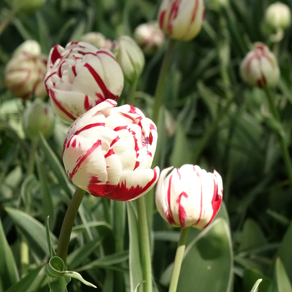 Tulipán doble de flor tardía Carnaval de Nice