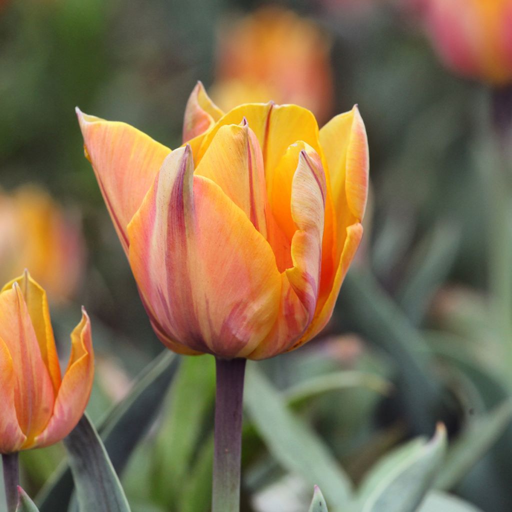Tulipán doble de flor tardía Orange Princess