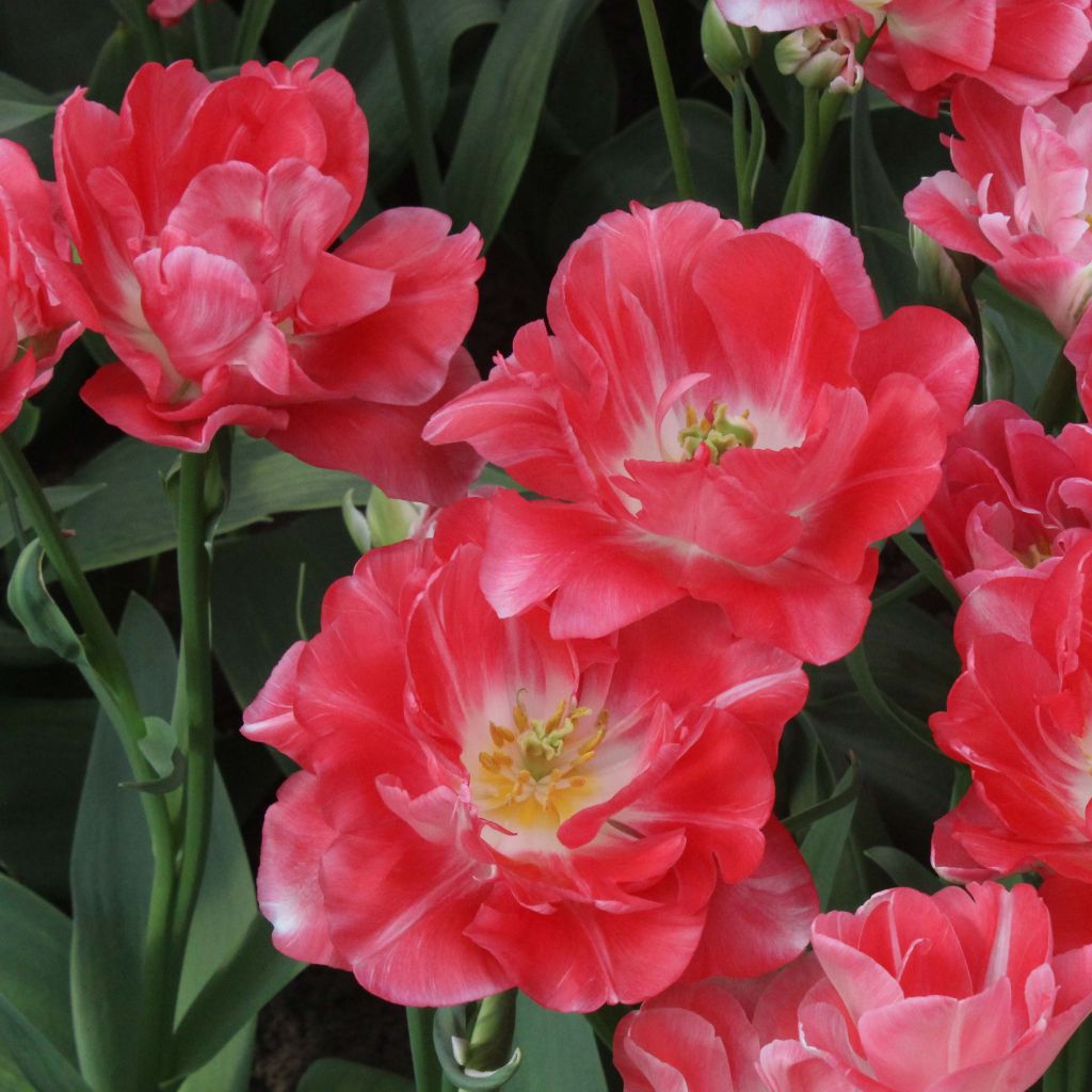 Tulipán doble de flor tardía Princess Angélique