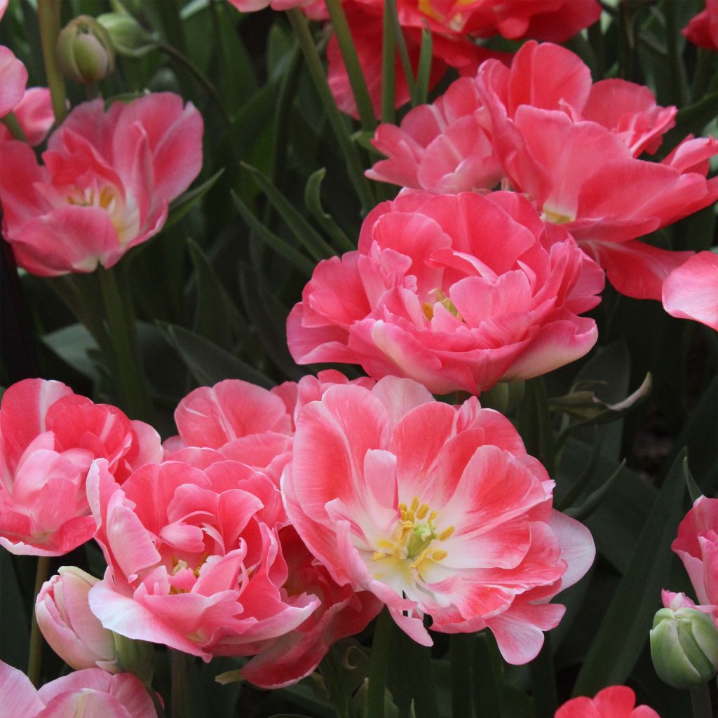 Tulipán doble de flor tardía Princess Angélique