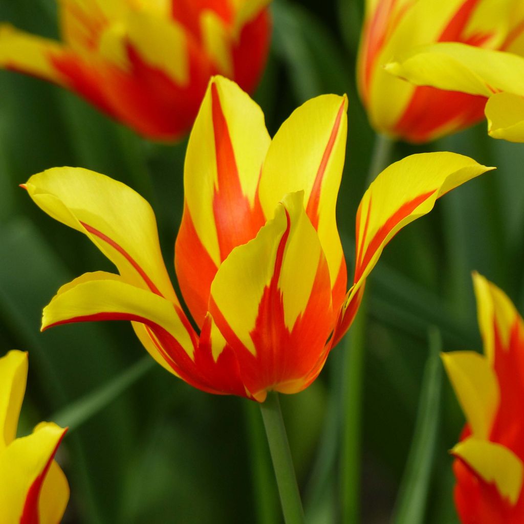 Tulipán flor de lis Fire Wings