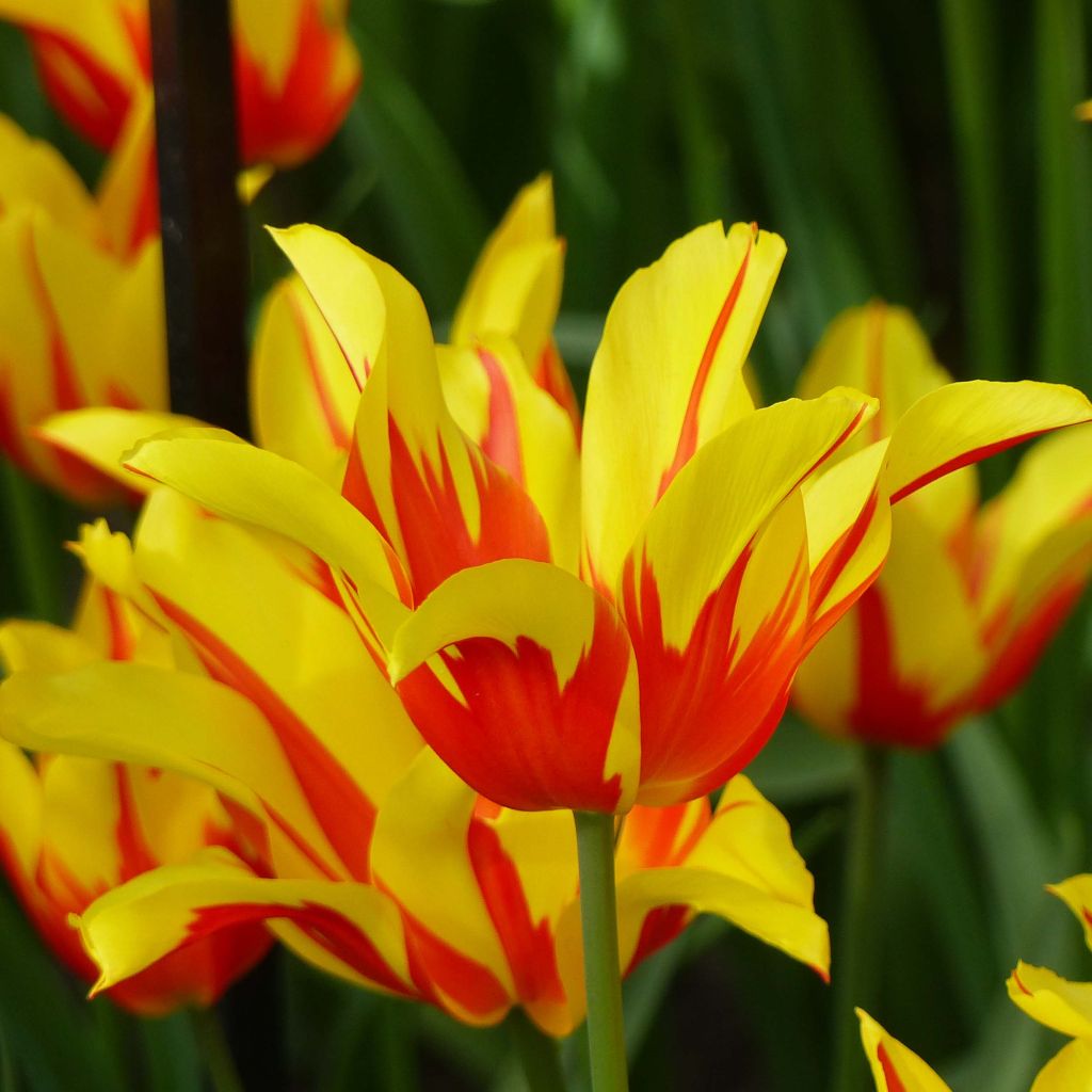 Tulipán flor de lis Fire Wings