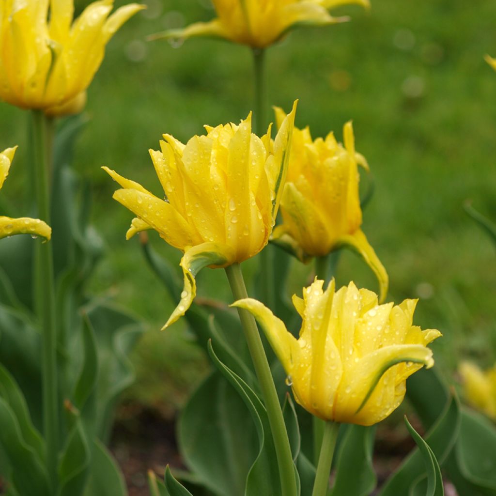 Tulipán flor de lis Yellow Spider