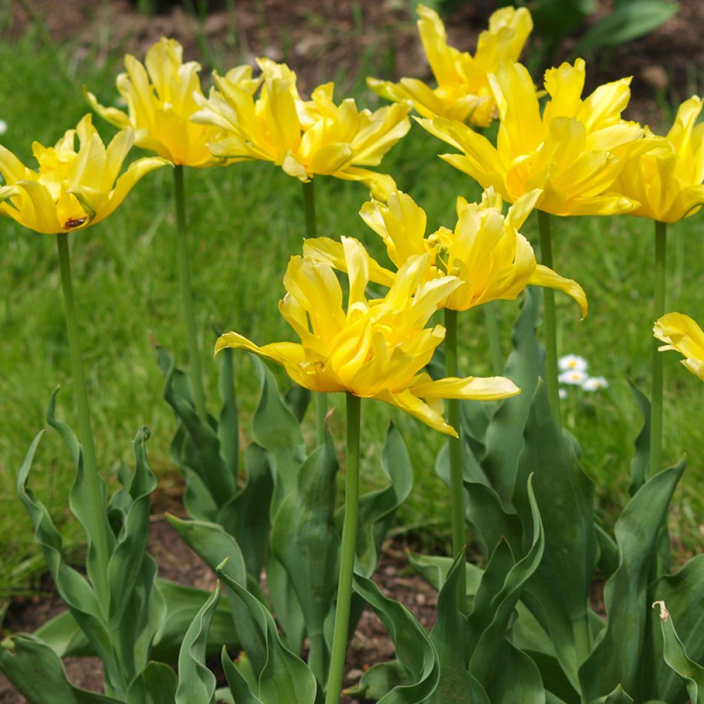 Tulipán flor de lis Yellow Spider