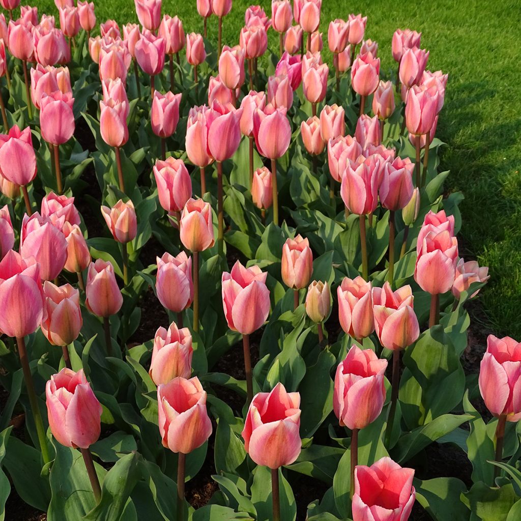 Tulipán Fosteriana Albert Heijn