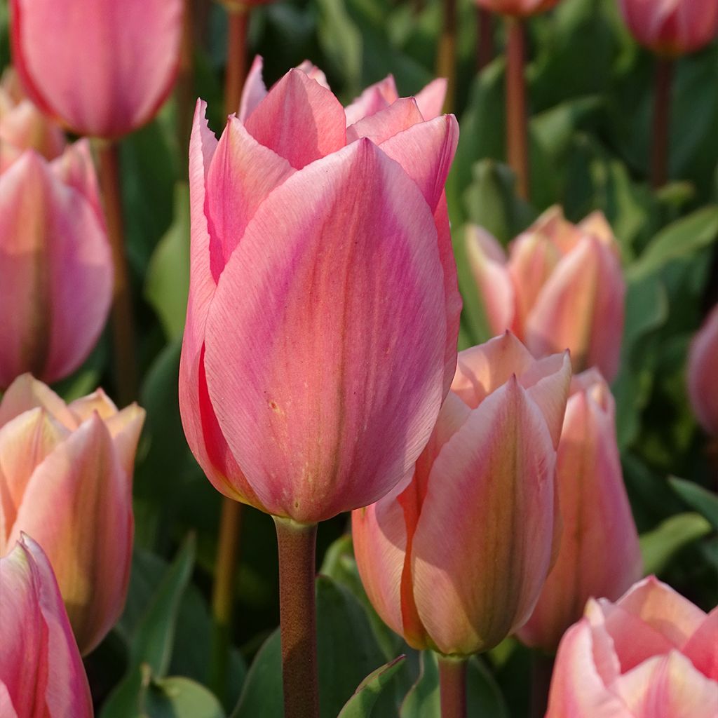 Tulipán Fosteriana Albert Heijn