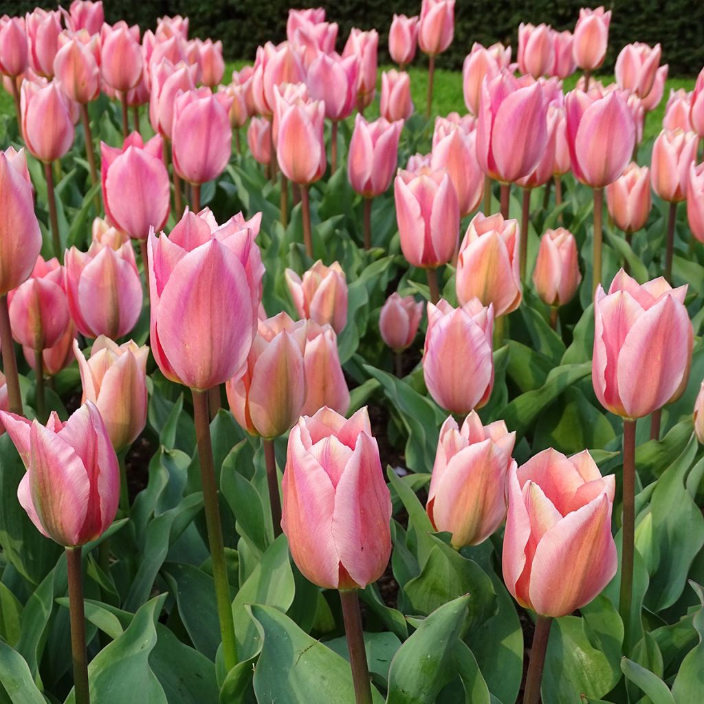Tulipán Fosteriana Albert Heijn