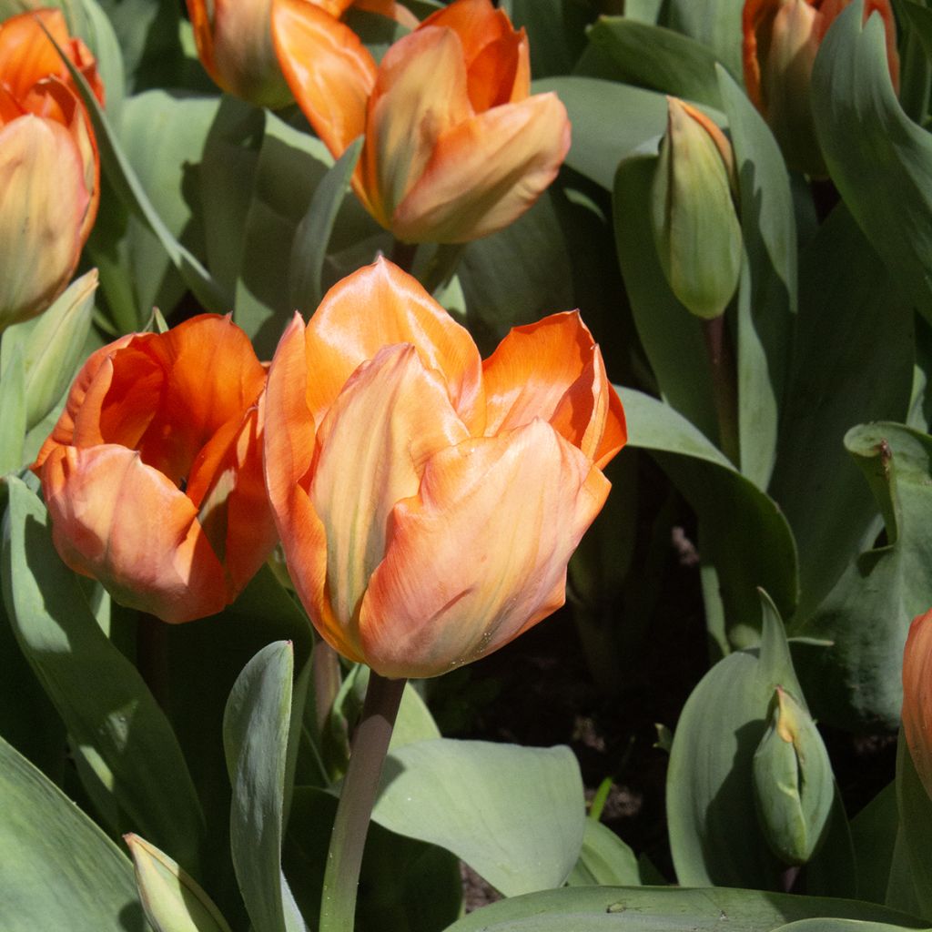 Tulipán Fosteriana Orange Emperor