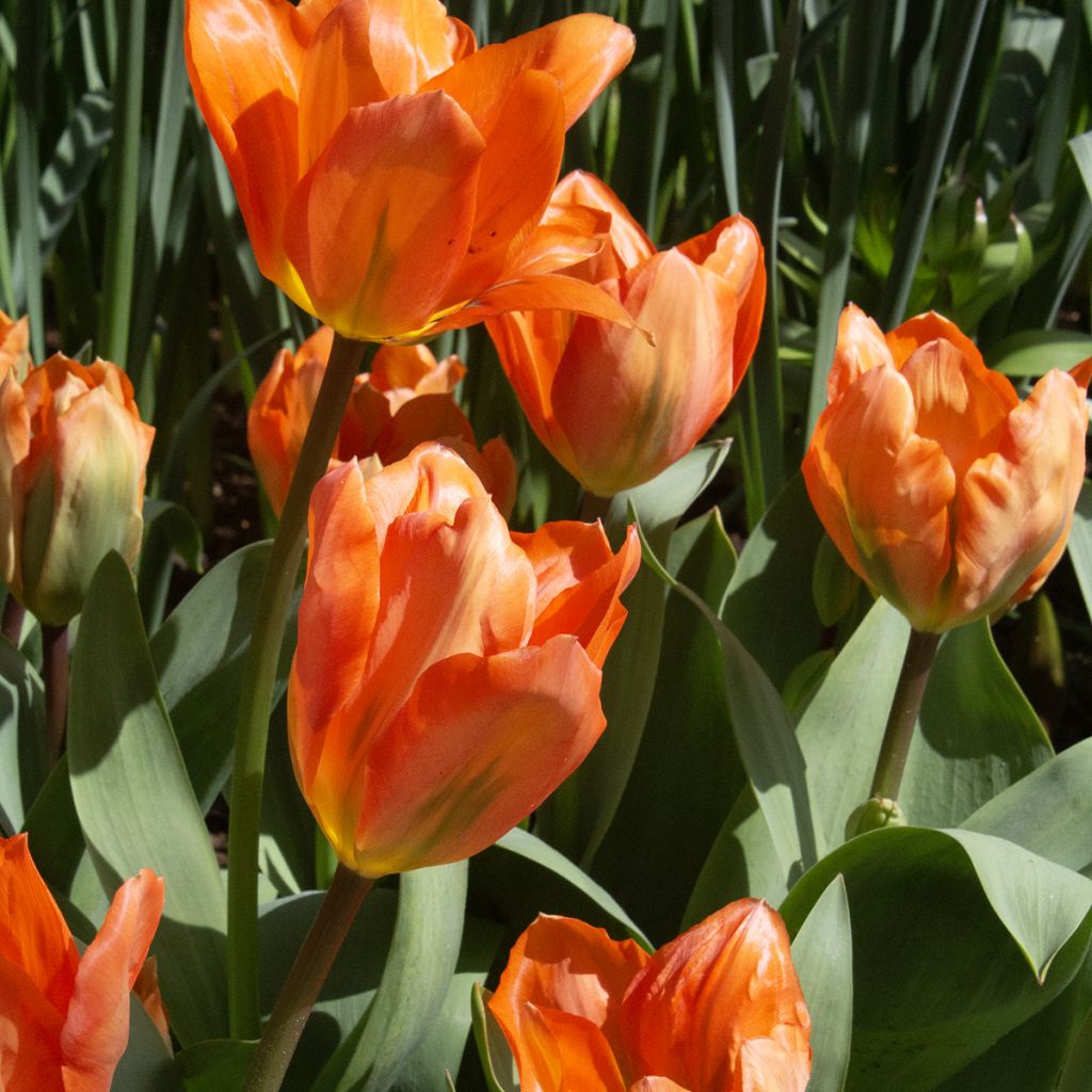Tulipán Fosteriana Orange Emperor