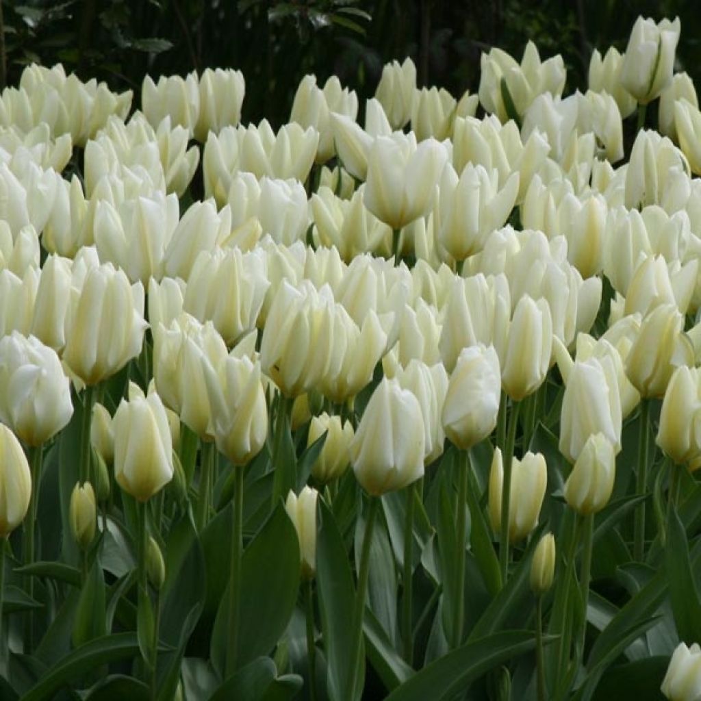 Tulipán Fosteriana Purissima
